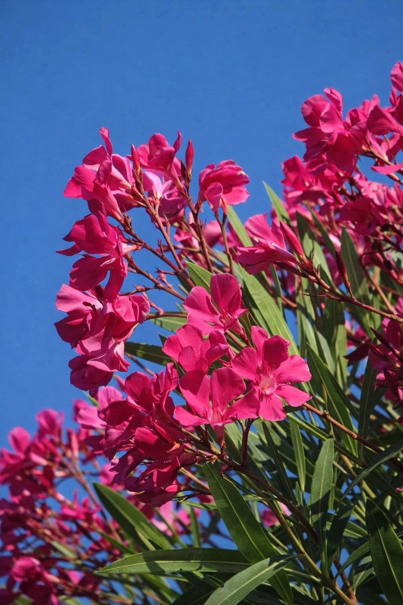 Laurier-rose 'Maurin des maures' - H.60/80cm - Pot de 7,5 litres