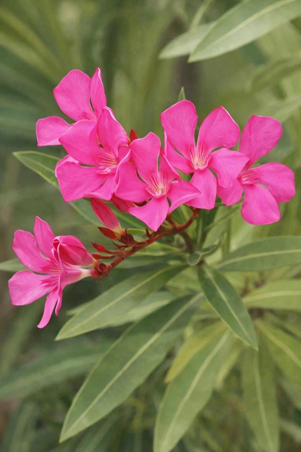 Laurier-rose 'Maurin des maures' - H.60/80cm - Pot de 7,5 litres - Image 2