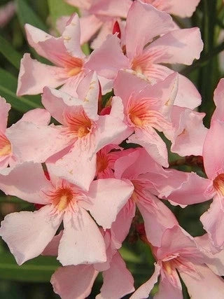 Laurier-rose 'Tito poggi' - H.60/80cm - Pot de 7,5 litres