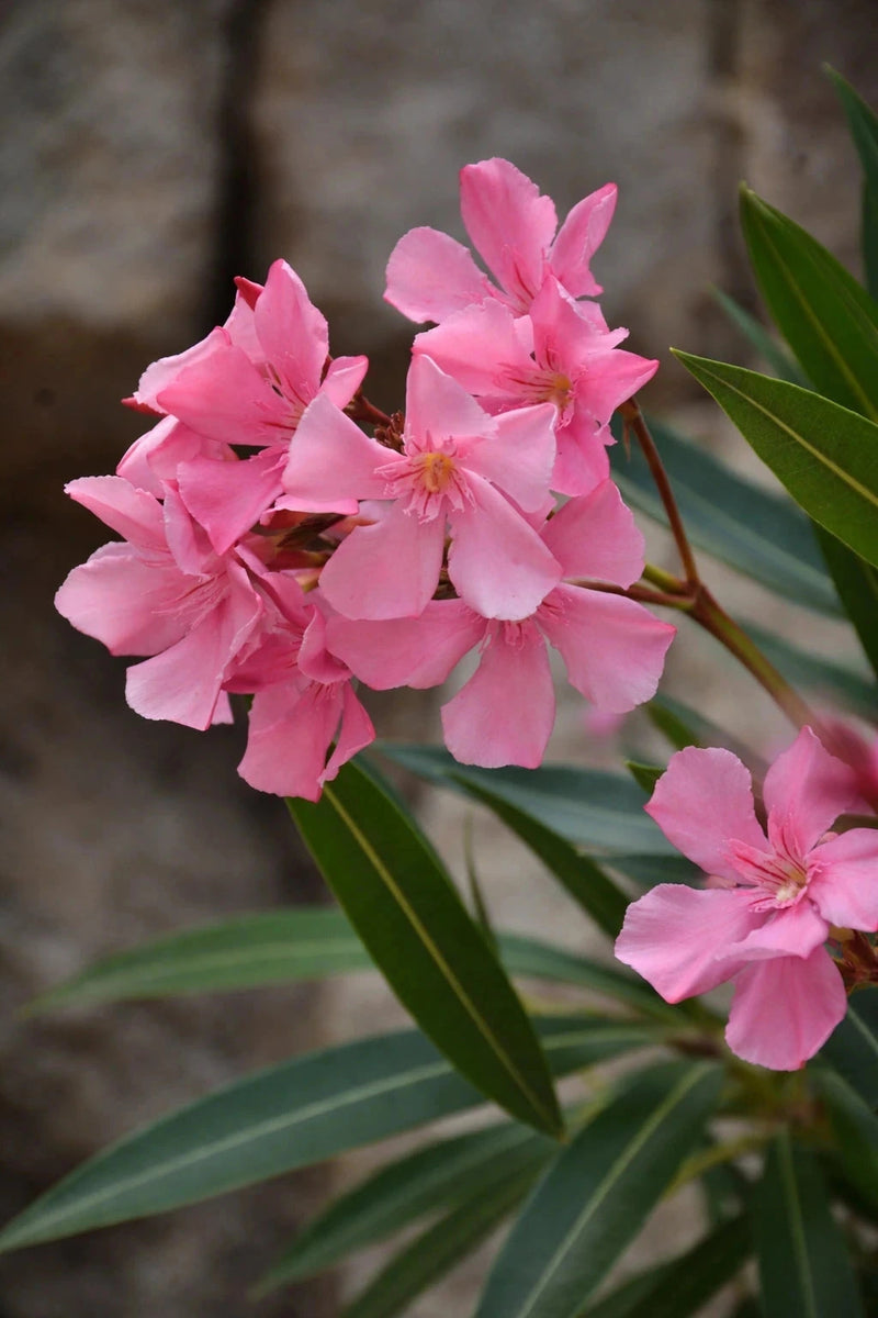 Laurier-rose 'Villa romaine' - H.60/80cm - Pot de 7,5 litres