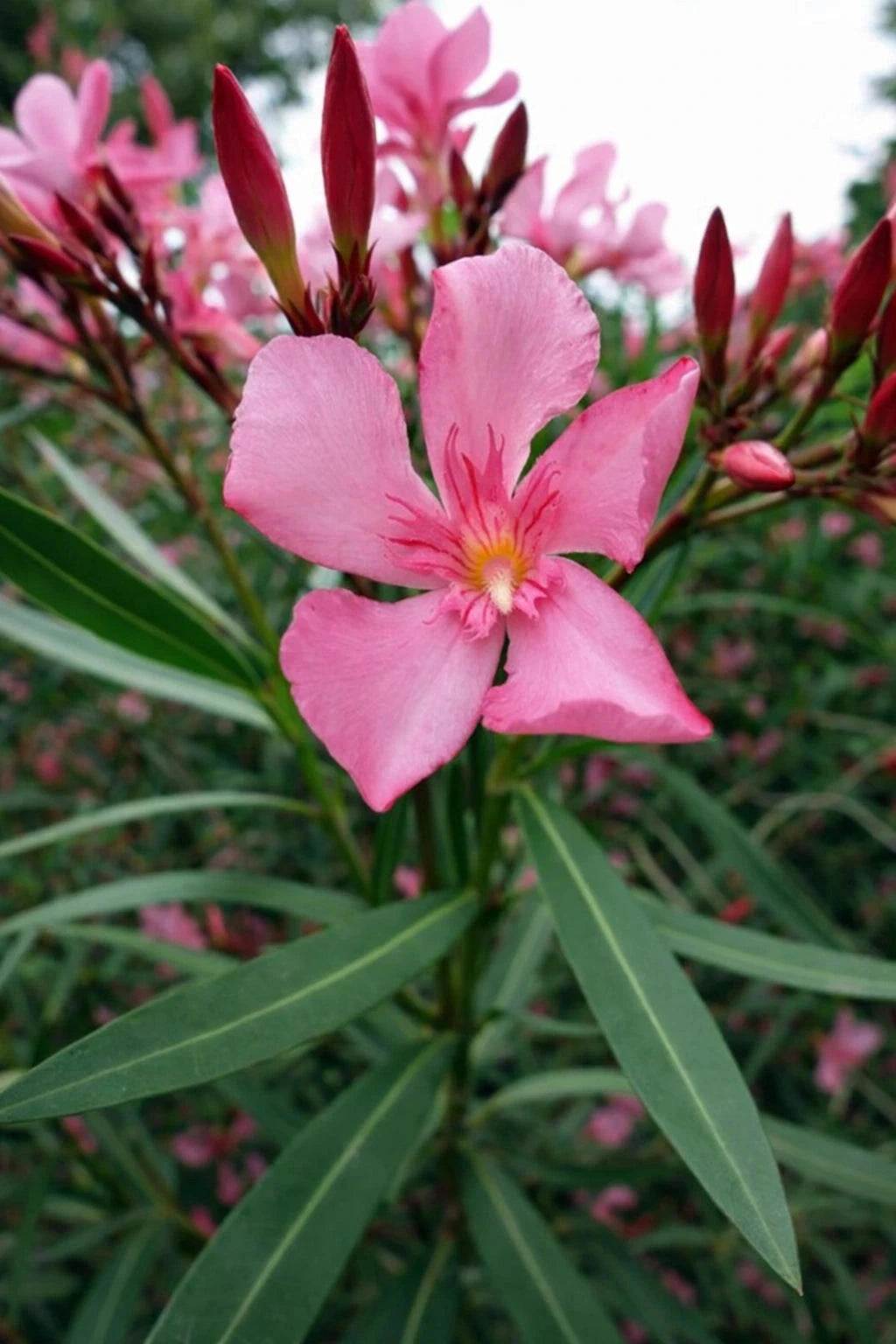 Laurier-rose 'Villa romaine' - H.60/80cm - Pot de 7,5 litres - Image 2