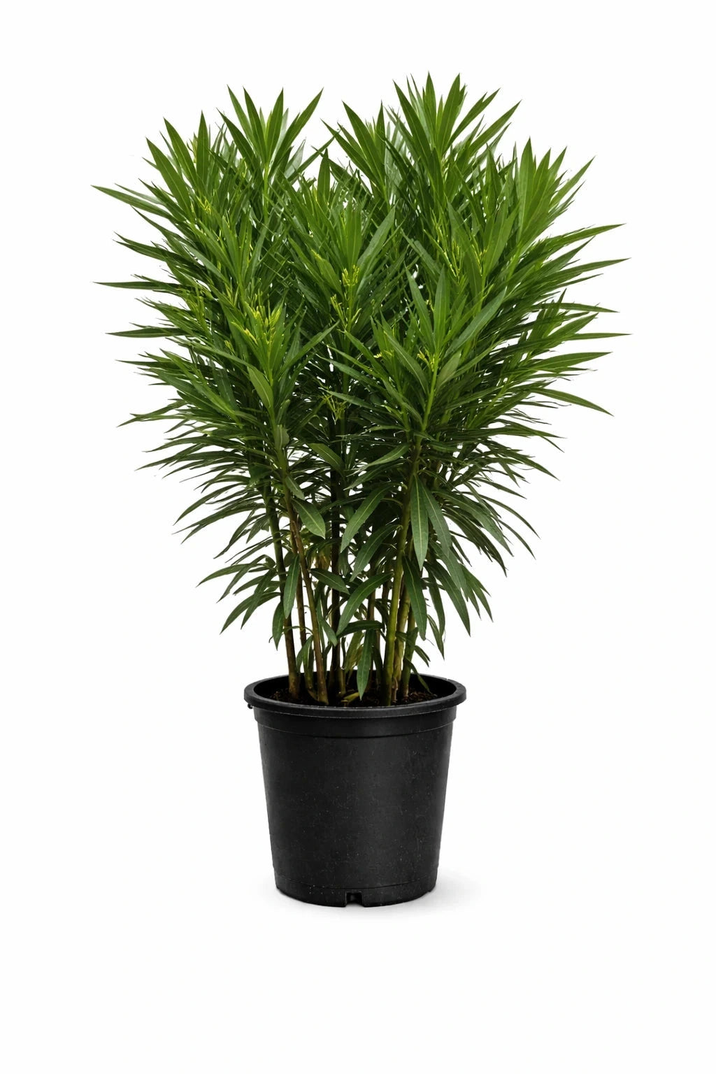 Laurier-rose 'Villa romaine' - H.60/80cm - Pot de 7,5 litres - Image 4