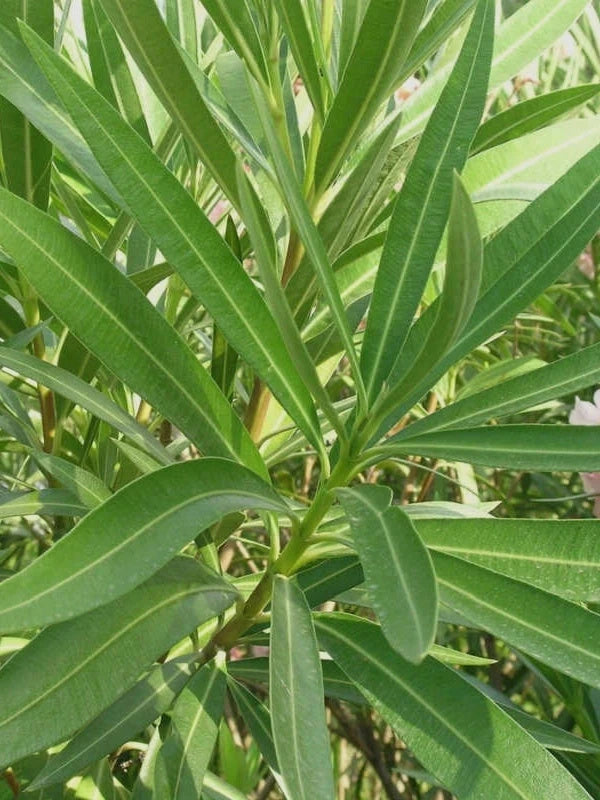 Laurier-rose 'Villa romaine' - H.60/80cm - Pot de 7,5 litres - Image 5