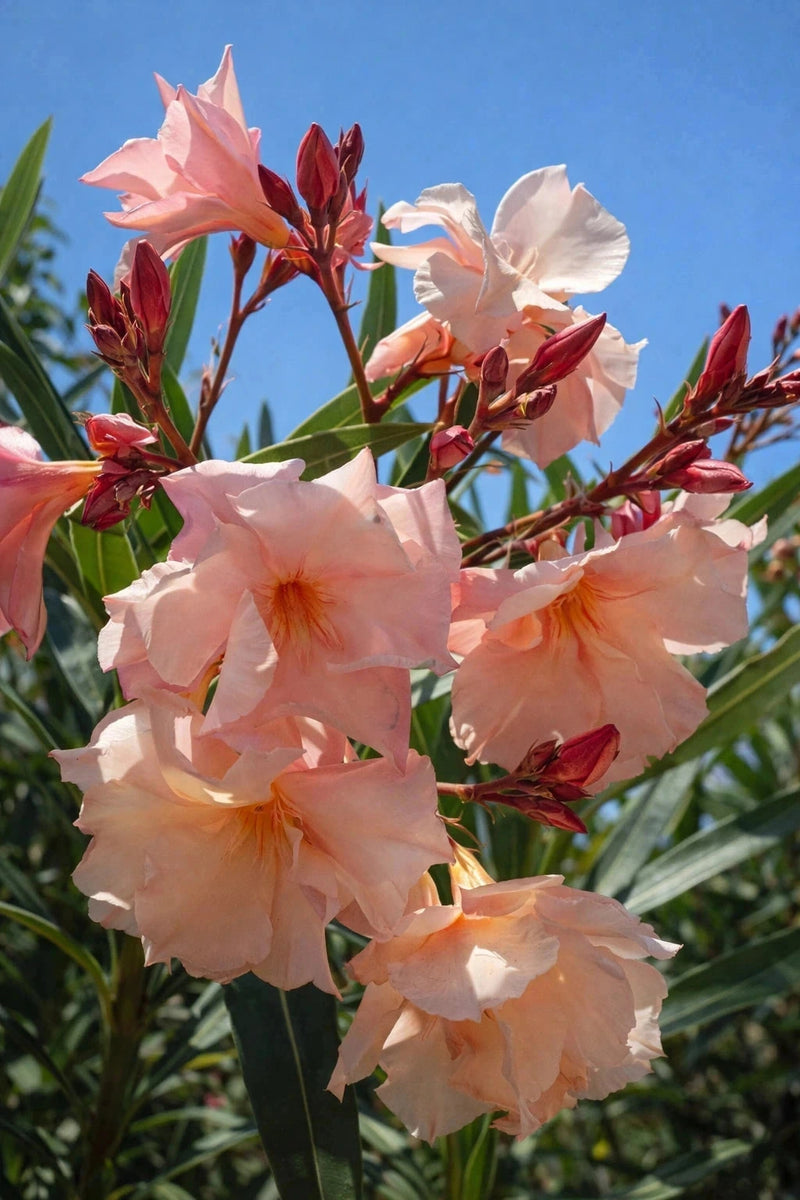 Laurier-rose nain 'Provence rose saumon double parfumé' - H.60/80cm - Pot de 7,5 litres