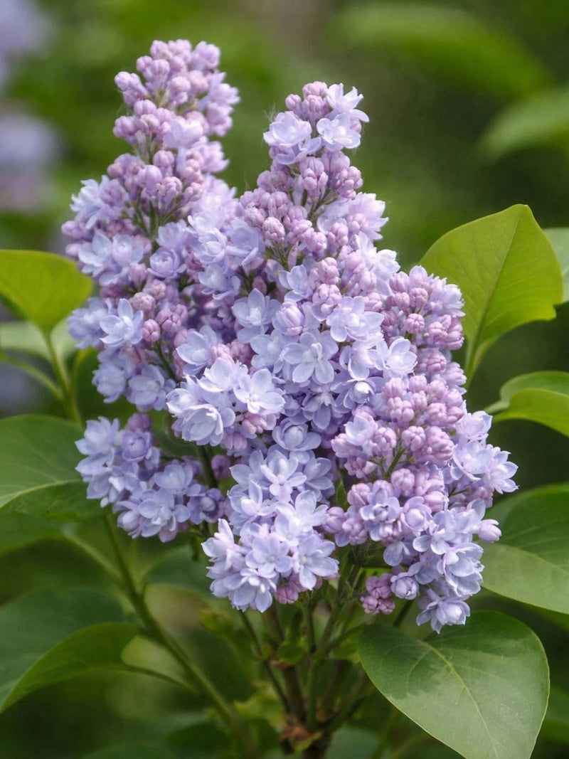 Lilas 'Président Grévy' - H.60/80cm - Pot de 15 litres