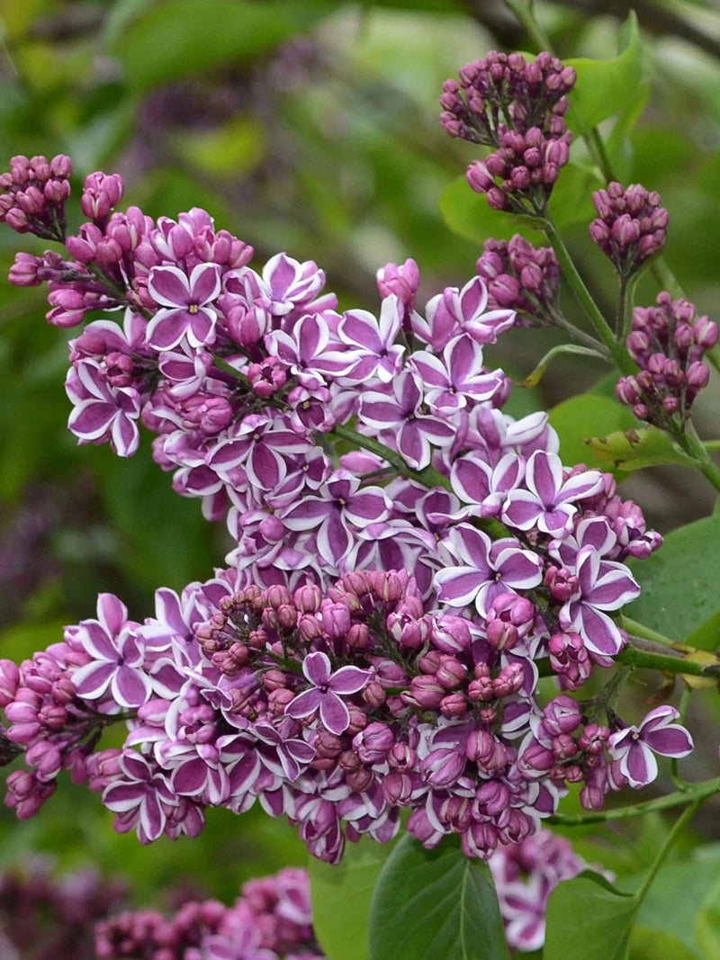 Lilas 'Sensation' - H.80/100cm - Pot de 15 litres