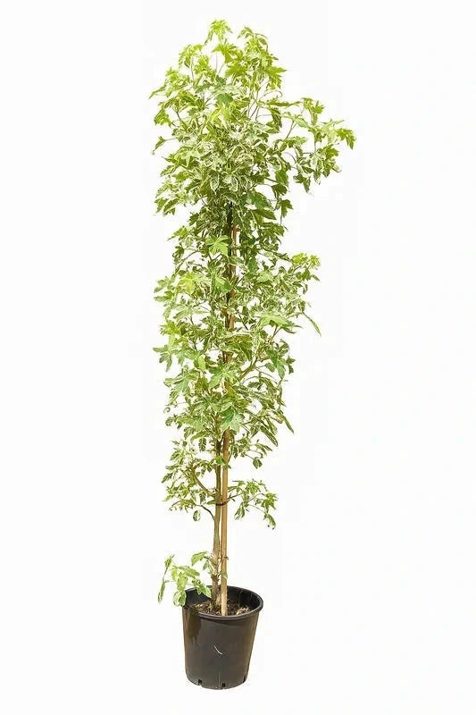 Liquidambar 'Albomarginata' - Baliveau H.175/200cm - Pot de 15 litres