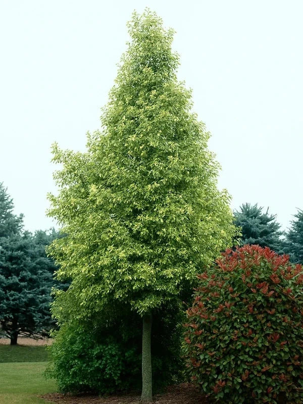 Liquidambar 'Albomarginata' - Baliveau H.175/200cm - Pot de 15 litres - Image 2