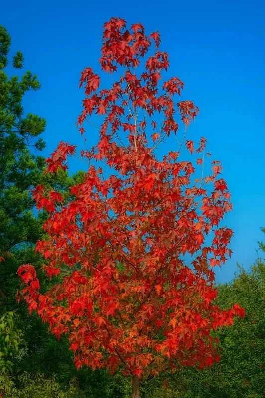 Liquidambar 'Albomarginata' - Baliveau H.175/200cm - Pot de 15 litres - Image 3