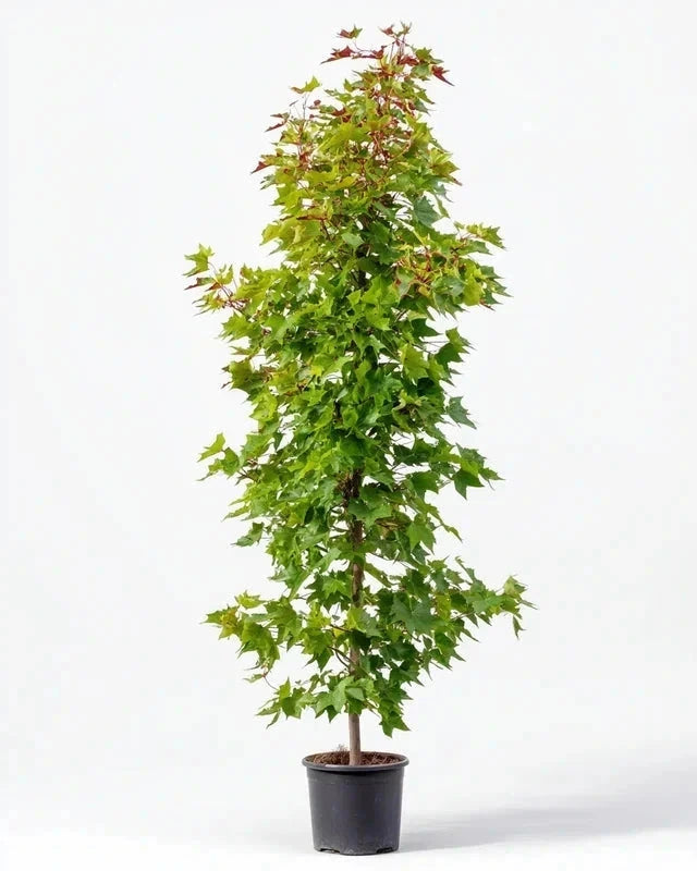 Liquidambar 'Slender silhouette' - H.175/200 cm - Baliveau - Pot de 15 litres - Image 1
