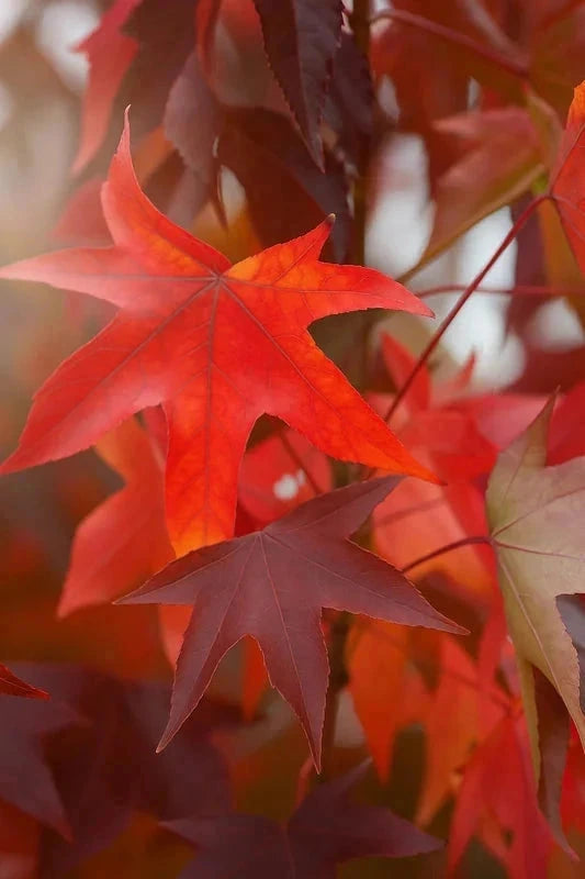 Liquidambar 'Slender silhouette' - H.175/200 cm - Baliveau - Pot de 15 litres - Image 2