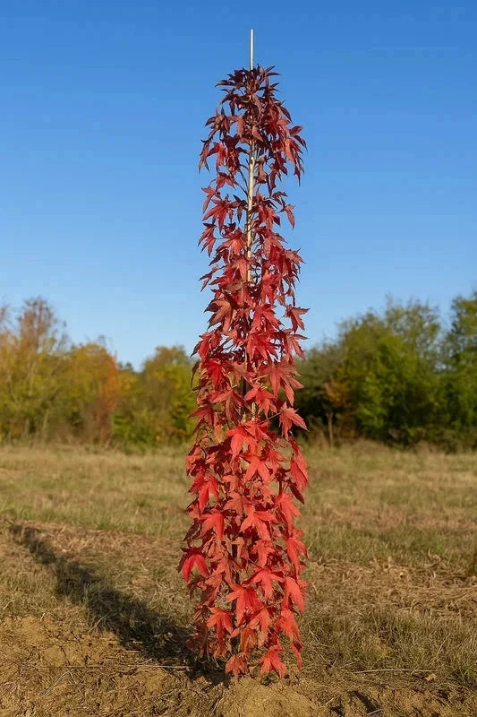 Liquidambar 'Slender silhouette' - H.175/200 cm - Baliveau - Pot de 15 litres - Image 3