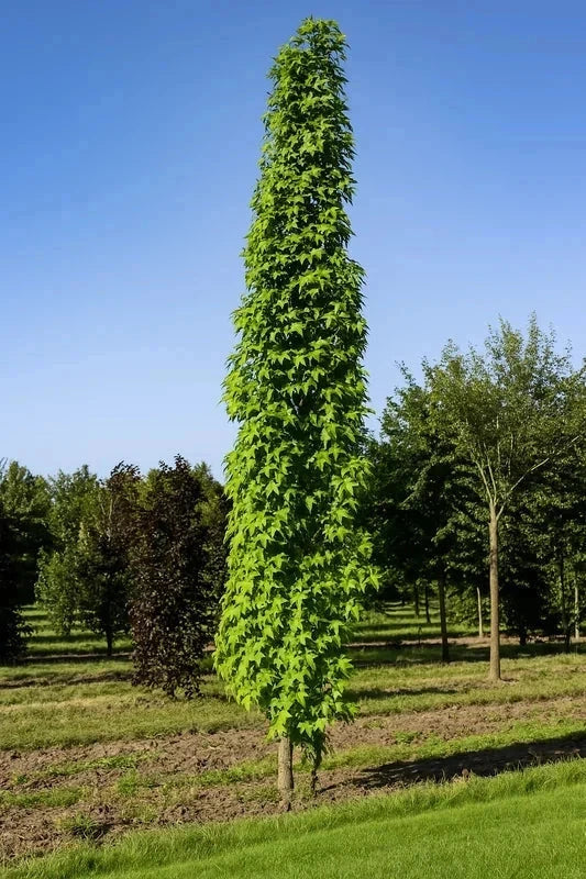 Liquidambar 'Slender silhouette' - H.175/200 cm - Baliveau - Pot de 15 litres - Image 4