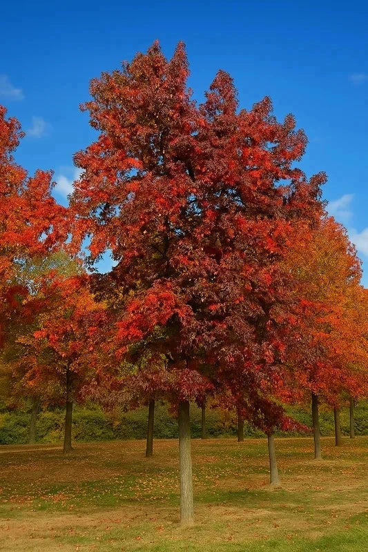 Liquidambar d'Orient 'M. foster' - Baliveau - H.175/200 cm - Pot de 15 litres