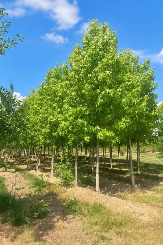 Liquidambar styraciflua - H.175/200cm - Pot de 15 litres - Image 1