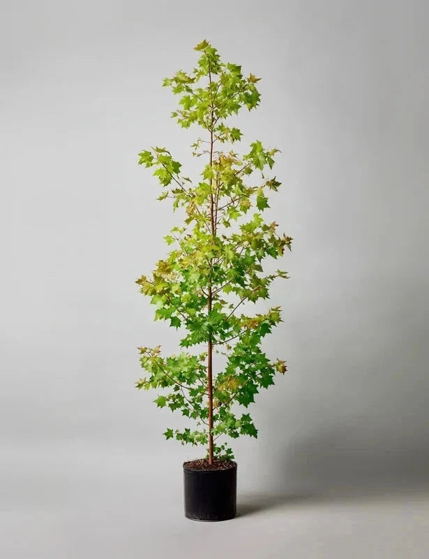 Liquidambar styraciflua - H.175/200cm - Pot de 15 litres - Image 2