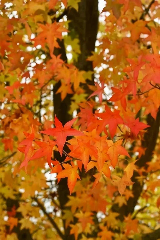 Liquidambar styraciflua - Tige 6/8cm - H.250/300cm - Racines nues