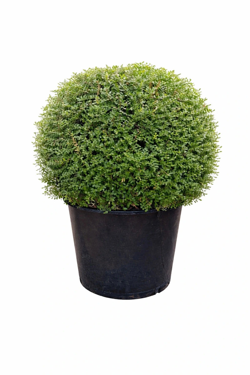Lonicera nitida - Boule - D.40/50cm - Pot de 15 litres
