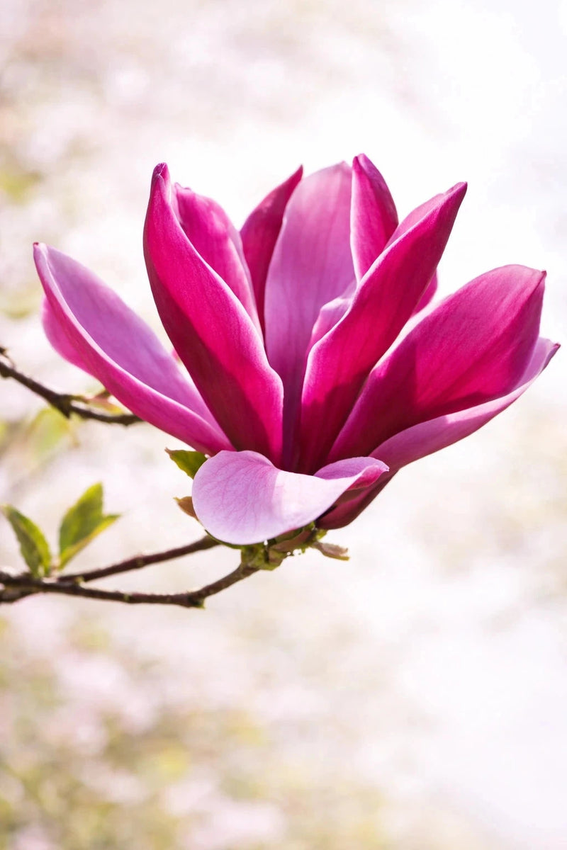 Magnolia 'Galaxy' - H.100/125cm - Pot de 10 litres