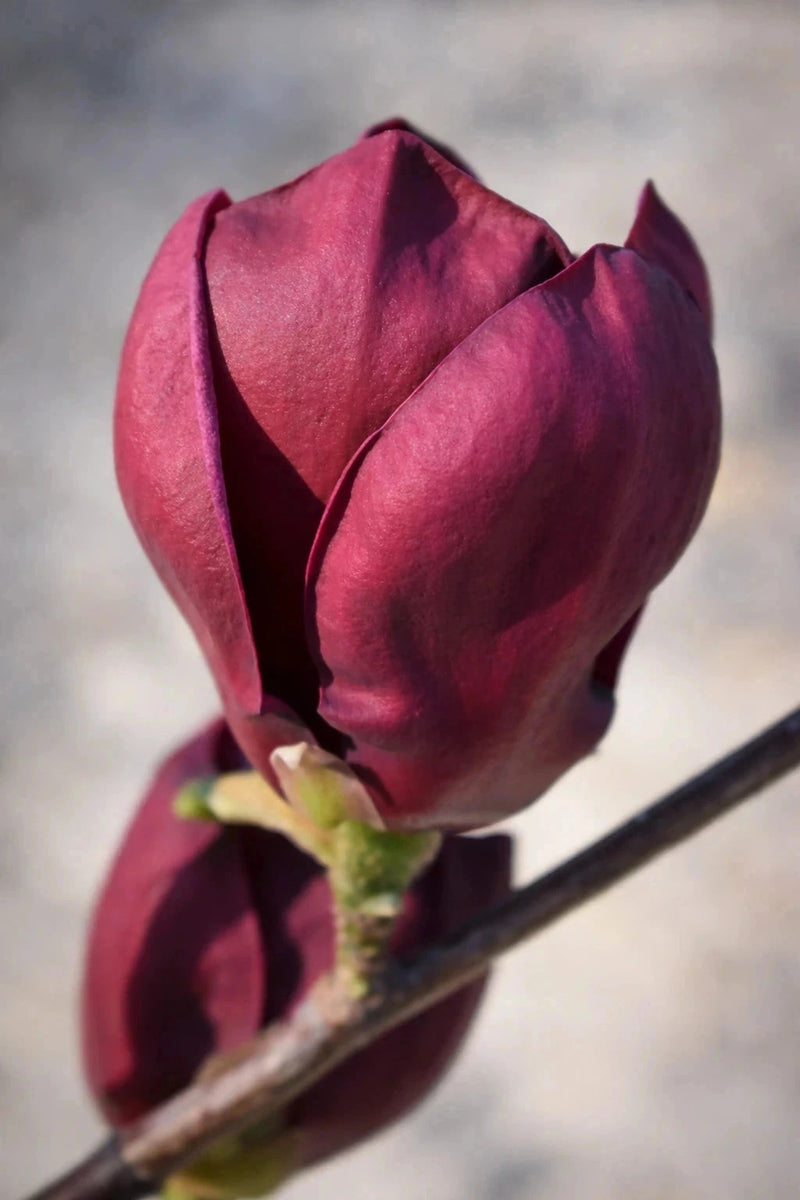 Magnolia 'Genie' - H.100/125cm - Pot de 10 litres