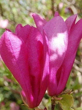 Magnolia 'Susan' - H.120/150cm - Pot de 20 litres