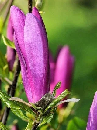 Magnolia 'Susan' - H.60/80cm - Pot de 10 litres - Image 2