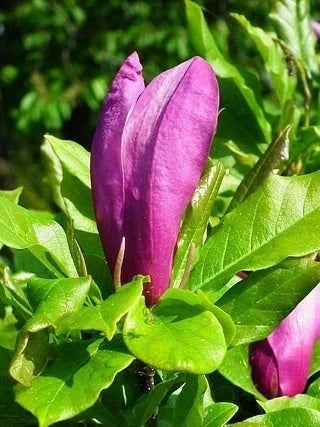 Magnolia 'Susan' - H.60/80cm - Pot de 10 litres - Image 4