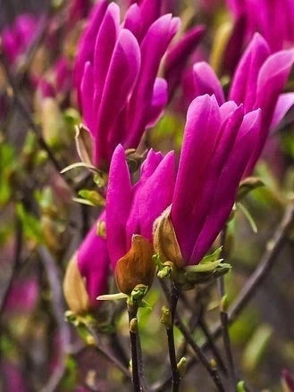 Magnolia 'Susan' - H.60/80cm - Pot de 10 litres - Image 5