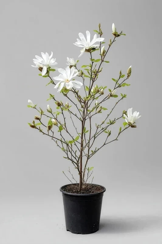 Magnolia étoilé 'Stellata' - H.125/150cm - Pot de 15 litres