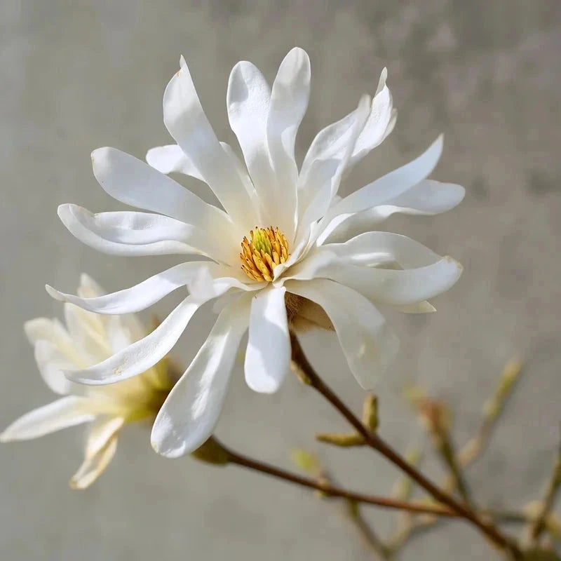 Magnolia étoilé 'Stellata' - H.125/150cm - Pot de 15 litres - Image 2