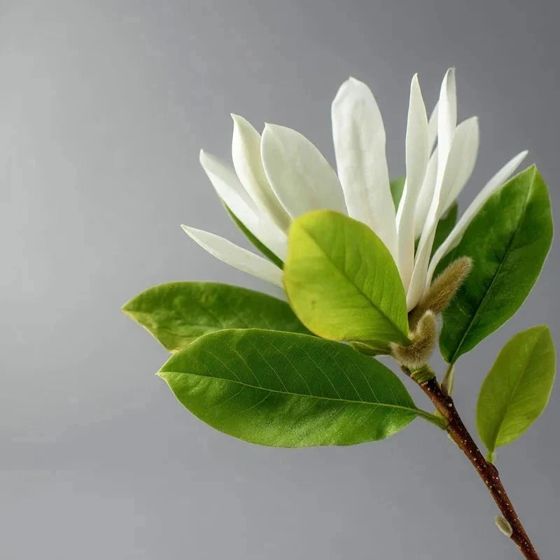 Magnolia étoilé 'Stellata' - H.125/150cm - Pot de 15 litres - Image 3