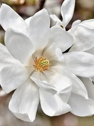 Magnolia étoilé 'Stellata' - H.80/100cm - Pot de 20 litres