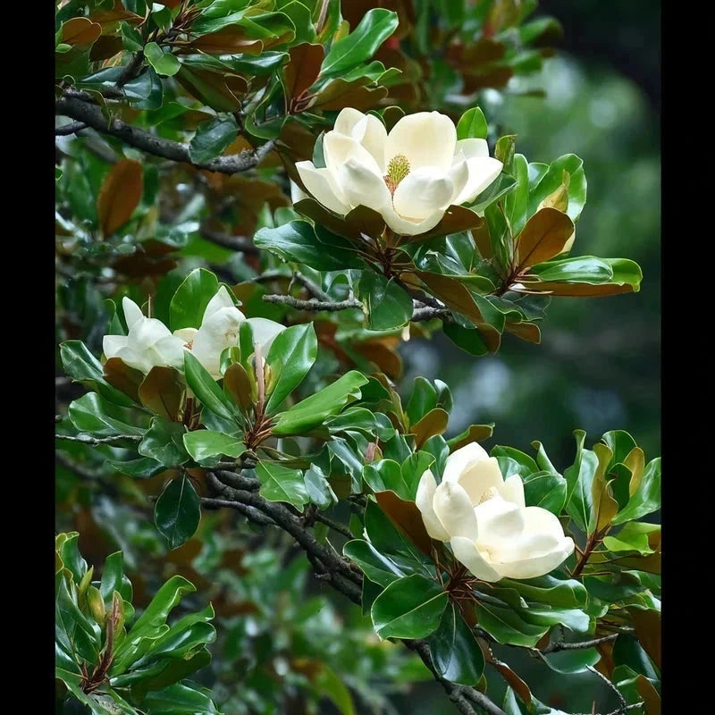 Magnolia grandiflora 'Galissoniere' - H.150/175cm - Pot de 7,5 litres - Image 1