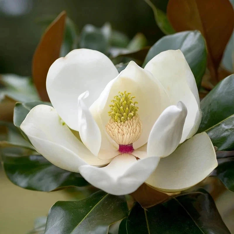 Magnolia grandiflora 'Galissonière' - H.175/200cm - Pyramide - Pot de 25 litres