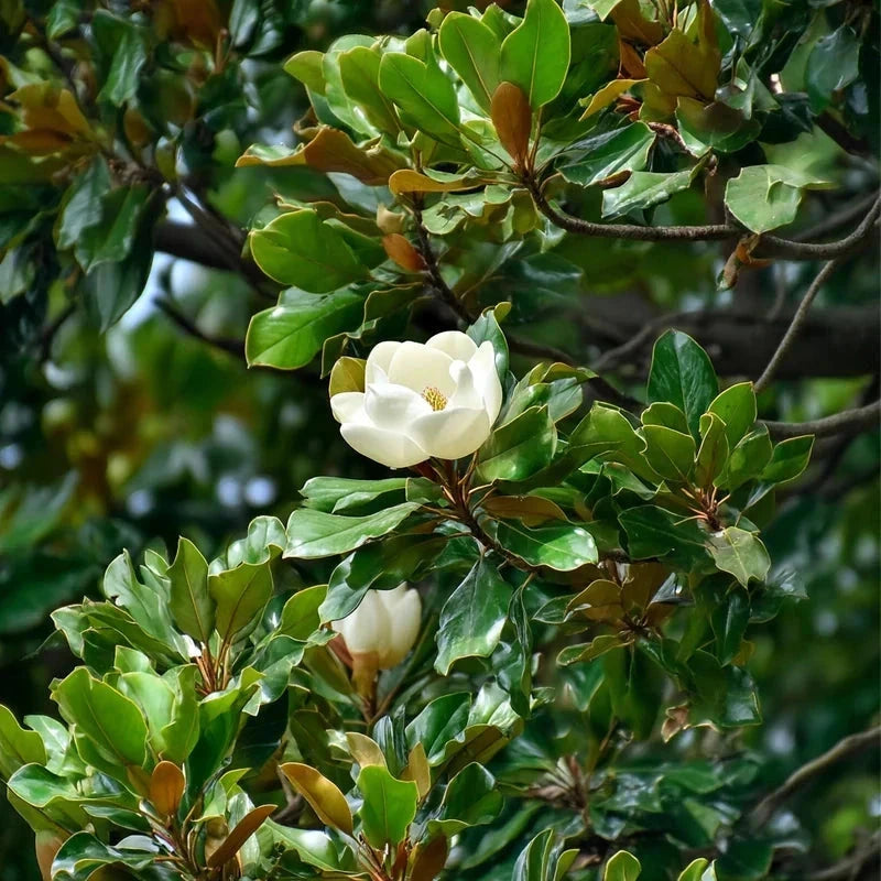 Magnolia grandiflora 'Galissonière' - H.200/250cm - Pyramide - Pot de 25 litres