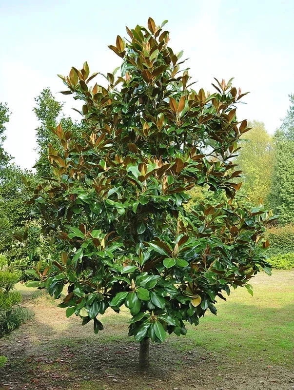 Magnolia grandiflora 'Galissoniere' - Tige 8/10 - H.250/300cm - Pot de 30 litres - Image 1