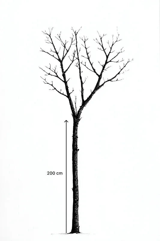 Magnolia grandiflora 'Galissoniere' - Tige 8/10 - H.250/300cm - Pot de 30 litres - Image 5