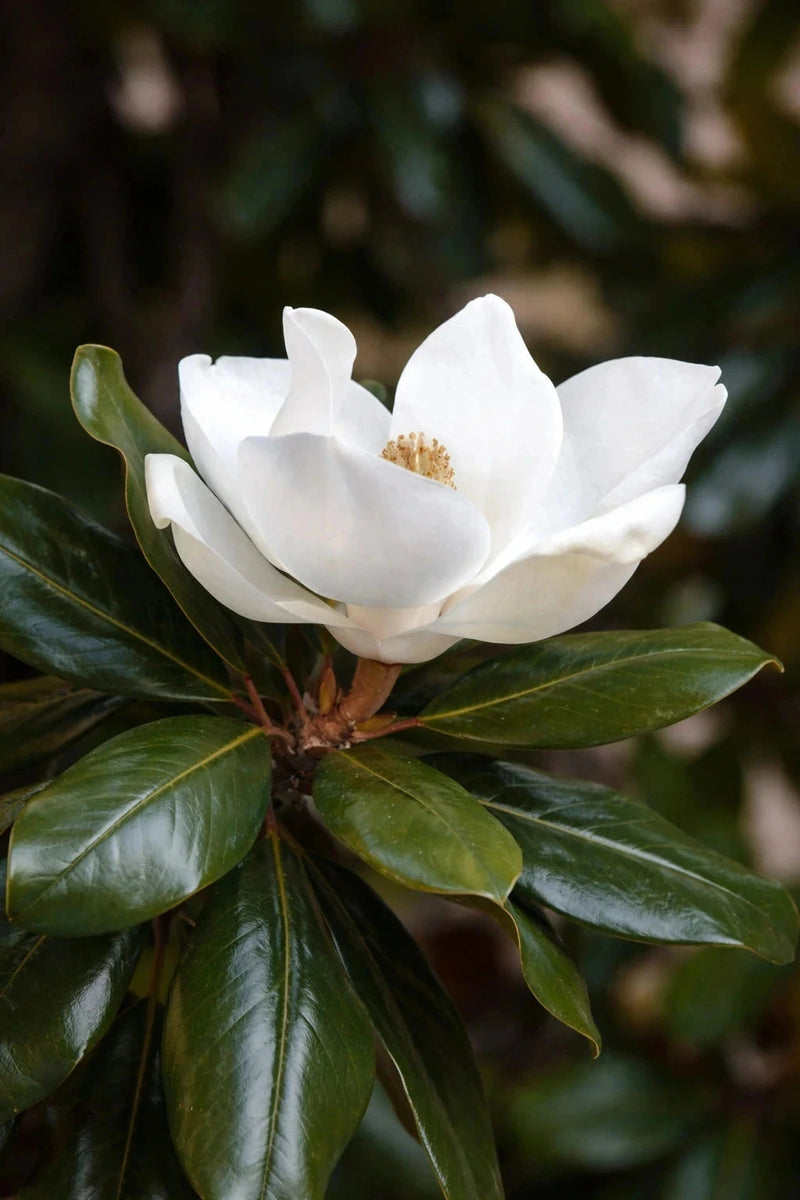 Magnolia grandiflora 'Little gem' - H.60/80cm - Pot de 7,5 litres