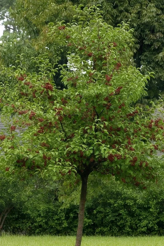 Malus perpetu 'Evereste' - Tige 10/12cm - H.250/300cm - Pot de 30 litres - Image 2