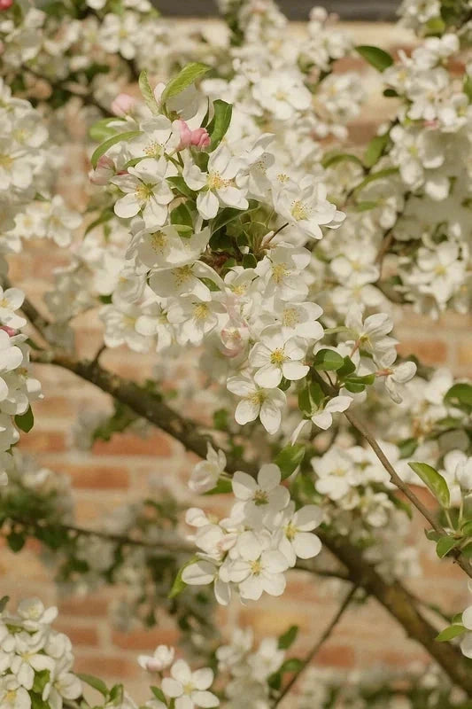 Malus perpetu 'Evereste' - Tige 10/12cm - H.250/300cm - Pot de 30 litres - Image 3