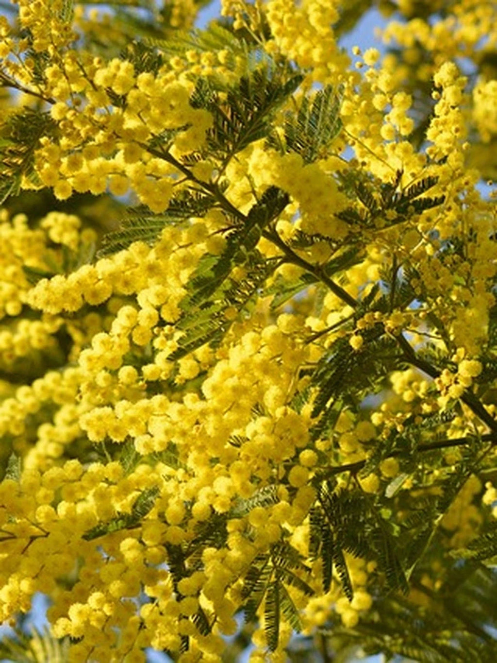 Mimosa 'Gaulois astier' - H.100/125cm - Pot de 5 litres - Image 1