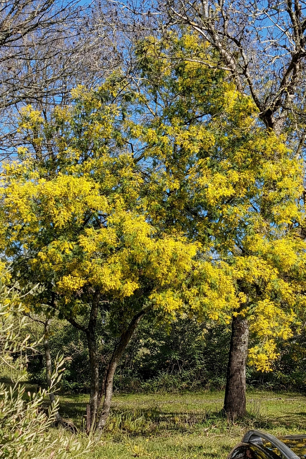 Mimosa 'Gaulois astier' - H.100/125cm - Pot de 5 litres - Image 2