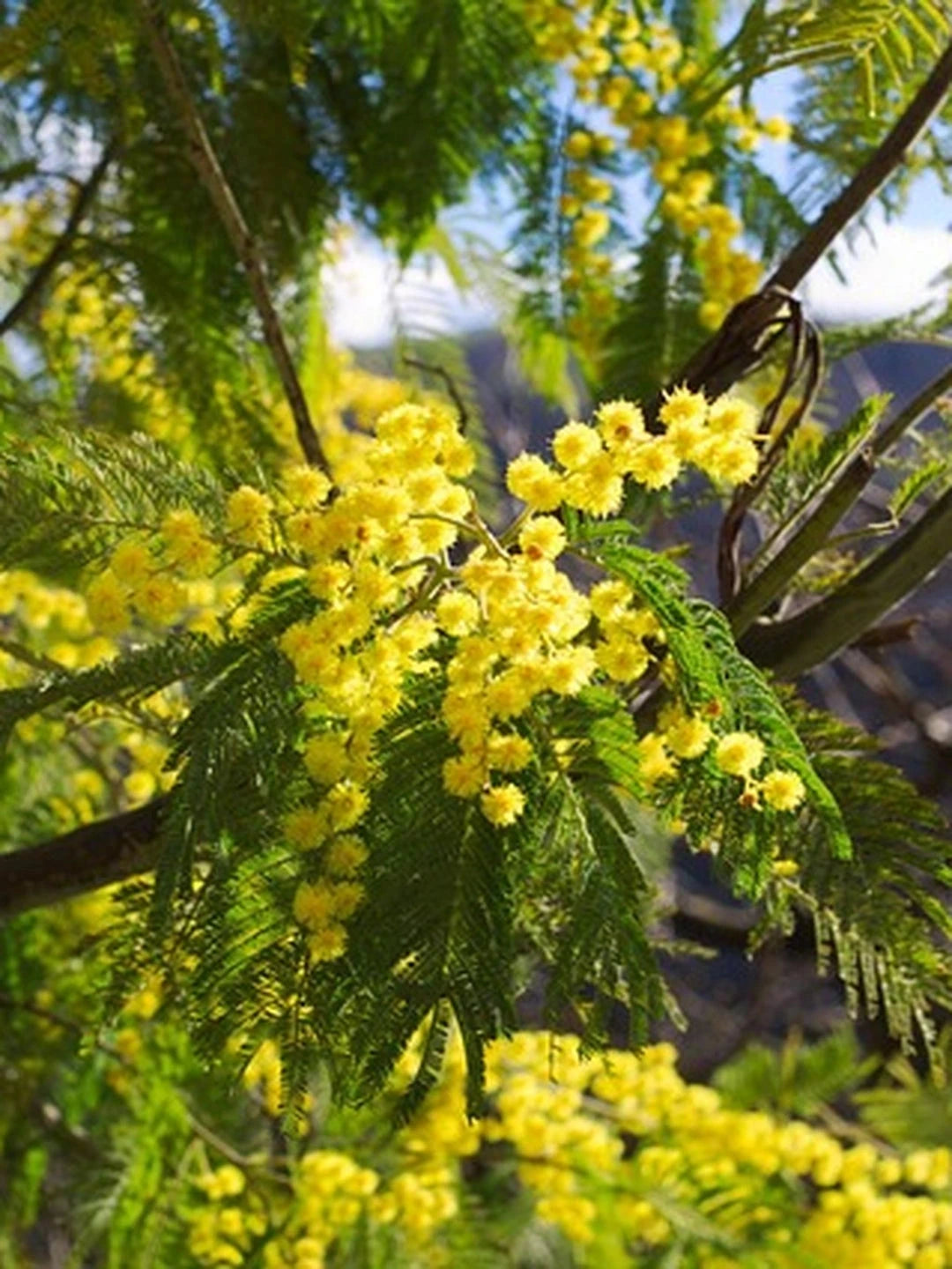 Mimosa 'Gaulois astier' - H.100/125cm - Pot de 5 litres - Image 4