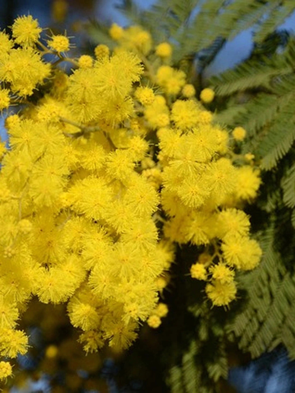 Mimosa 'Gaulois astier' - H.100/125cm - Pot de 5 litres - Image 5