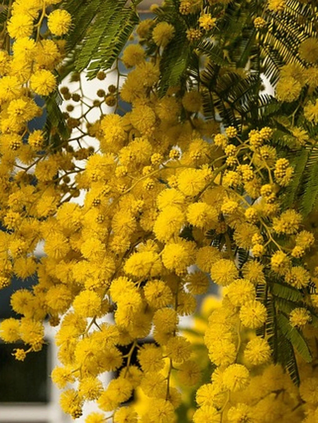 Mimosa 'Gaulois astier' - H.100/125cm - Pot de 5 litres - Image 6