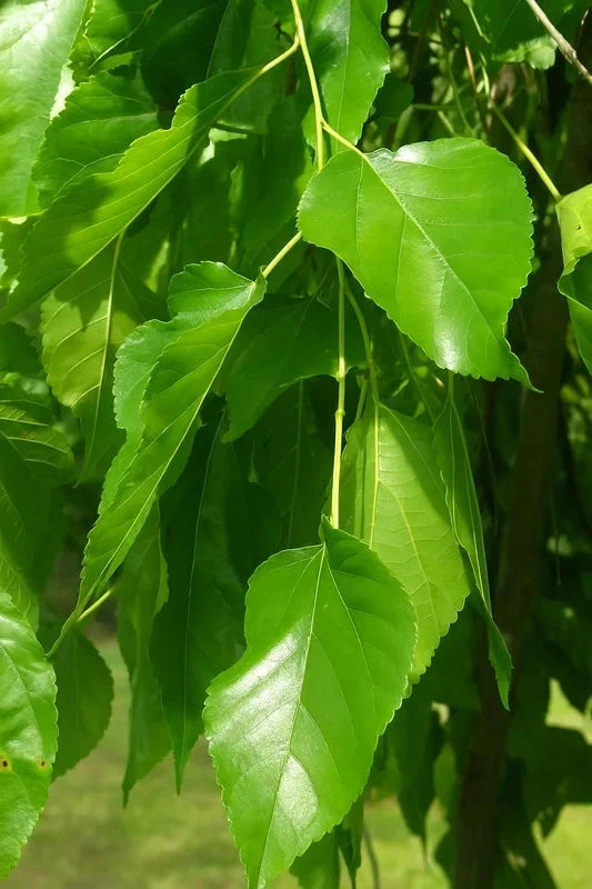 Mûrier blanc 'Pendula' - Tige 10/12cm - H.250/300cm - Pot de 30 litres - Image 2