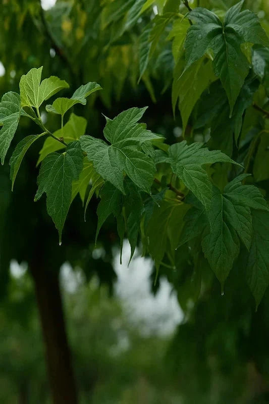 Mûrier kagayamae 'Sterile' - Tige 10/12cm - H.250/300cm - Pot de 30 litres - Image 4