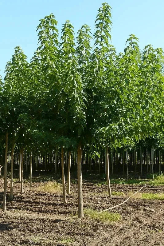 Mûrier kagayamae 'Sterile' - Tige 8/10cm - H.250/300cm - Pot de 30 litres - Image 3