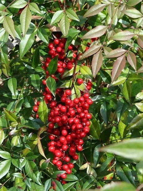 Nandina domestica - H.100/125cm - Pot de 15 litres - Image 4