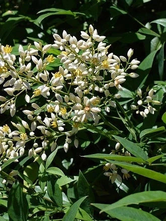 Nandina domestica - H.100/125cm - Pot de 15 litres - Image 5